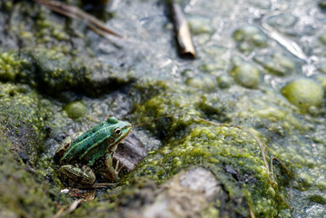 marsh frog (Pelophylax ridibundus) on algae at the lake shore