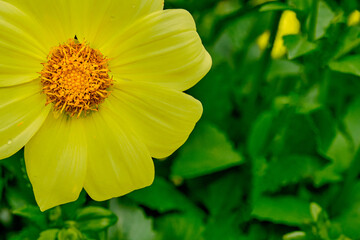 Yellow dahlia flower bud at the bottom of the composition on a green background