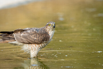 eurasian or northern sparrowhawk in waterhole for quenching thirst during safari in jhalana forest reserve jaipur rajasthan india - accipiter nisus
