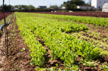 Obraz premium Rows of harvest of green lettuce on the farm field