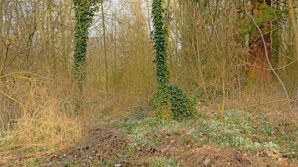  Winter forest wilderness in Bourgoyen natue reserve in Ghent, Belgium, with snowdrops flowering on the forest floor