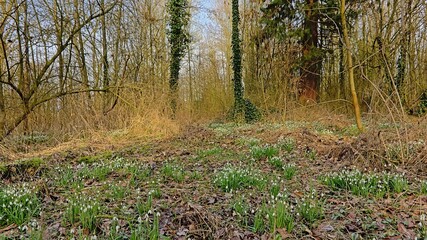 Fototapeta premium Winter forest wilderness in Bourgoyen natue reserve in Ghent, Belgium, with snowdrops flowering on the forest floor