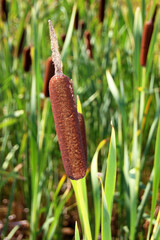 Reed mace plant also known as cat - tail, bulrush, swamp sausage, punks, typha angustifolia
