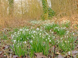 Fototapeta premium forest wilderness in Bourgoyen natue reserve in Ghent, Belgium, with snowdrops flowering on the forest floor 