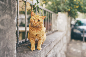 Fototapeta premium Cute cat sitting on the street.