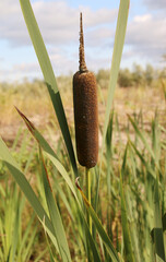 Reed mace plant also known as cat - tail, bulrush, swamp sausage, punks, typha angustifolia