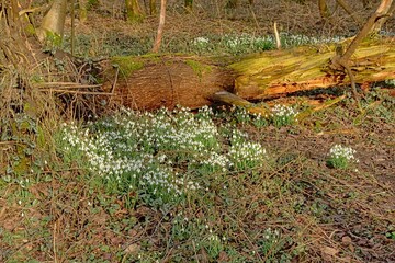 forest wilderness in Bourgoyen nature reserve in Ghent, Belgium, with snowdrops flowering on the forest floor 