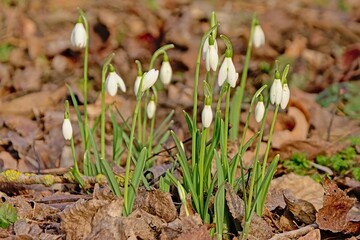Snowdrops growing on the forest floor 