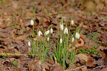 Snowdrops growing on the forest floor 