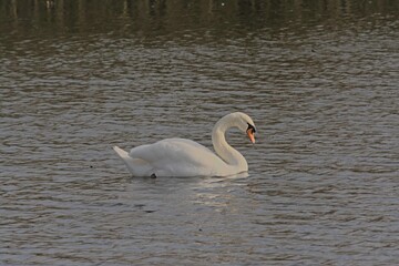 White mute swan swimming in the water of the lake in Bourgoyen nature reserve, Ghent, Flanders,...