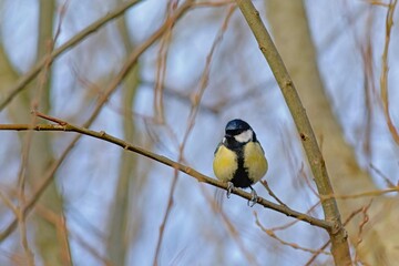 Great tit sitting on a bare branch - Parus major.