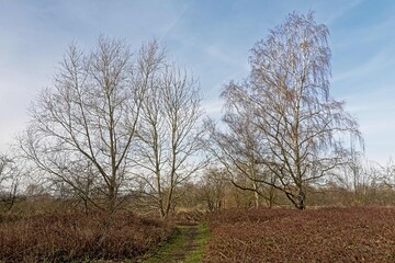 Path along bare winter trees and shrubs in bourgoyen nature reserve, Ghent, Flanders, Belgium 