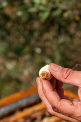 Le travail des abeilles pour la production du miel