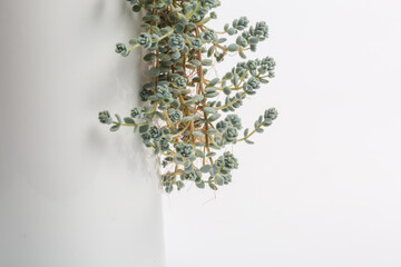 Close-up of succulents on white background,Sedum dasyphyllum  Major 