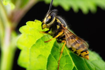 wespe