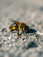 Bee on the ground
