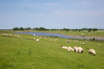 Schafe am Deich, Ostfriesland, Niedersachsen, Deutschland, Europa