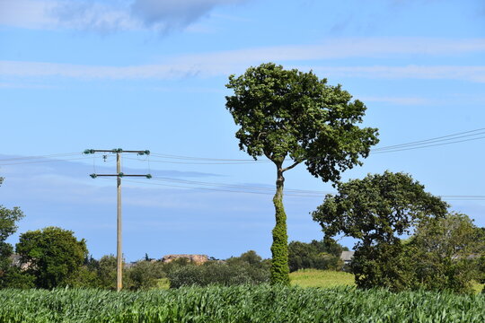 Ein Baum mit Efeu bewachsen inmitten eines Feldes mit einem Telefonmast. 