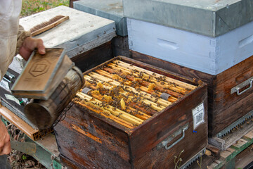 Le travail des abeilles pour la production du miel