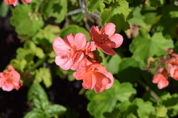 flower, garden, nature, red