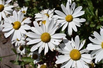 Obraz premium flower, daisy, white, nature