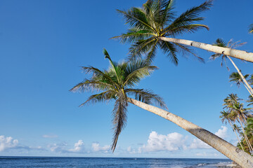 Tropical beach with coconut palm trees.