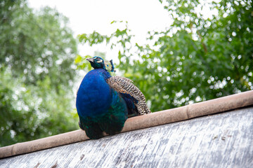 A peacock sits on a roof against a background of green trees.