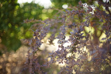 Barberry bush grows in a summer garden, art focus