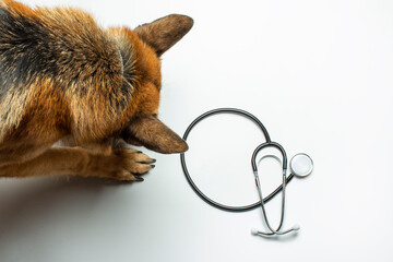 Dog and doctor's stethoscope on a light background. Concept veterinary clinic, shelter, veterinarian, animal assistance. Banner. Flat lay, top view