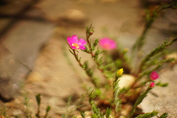 In the summer garden grow pink purslane flowers