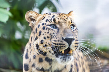 Сlose up portrait of a leopard