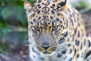 Сlose up portrait of a leopard