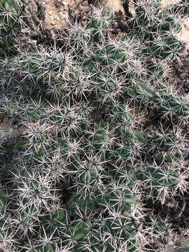 cactus close up