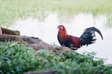 Close-up outdoor portrait of colorful cock bird.