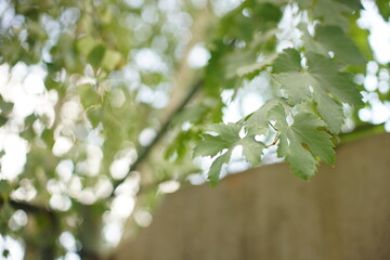 green grape leaves on the branch in summer day