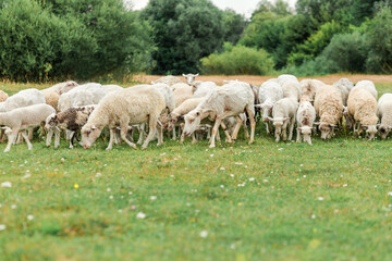 Obraz premium Farm animals concept. Many sheep walking around the field