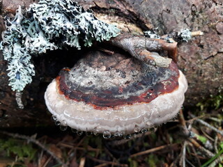 Red-edged tree sponge with waterdrops