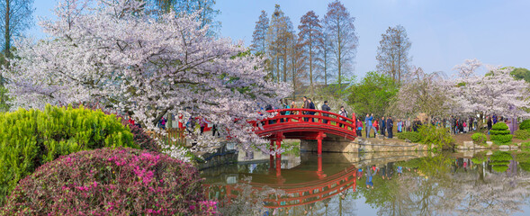 Cherry blossoms in full bloom in Wuhan East Lake Sakura Garden in warm spring