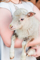 Little girl in a light dress holding a lamb in her arms