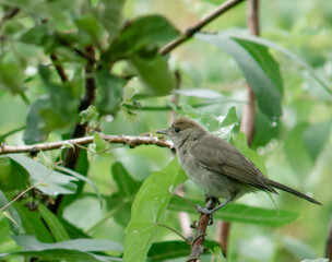 Серые мелкие птицы на кустах малины и в полете