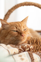 のんびり過ごす猫　　茶トラ猫