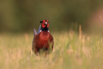 Beautiful common pheasant in the nature habitat. Wildlife scene from nature. Phasianus colchicus