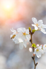 Cherry blossoms in full bloom in Wuhan East Lake Sakura Garden in warm spring
