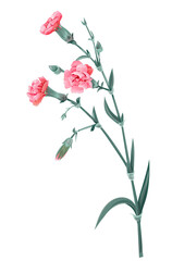 Bouquets of carnation schabaud. Pink flowers, buds, green leaves, stems, white background. Digital draw, illustration for Mother's Day, Victory day in watercolor style, vintage, vector