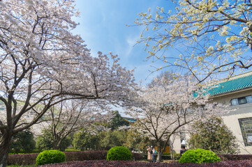 Cherry blossoms in full bloom in Wuhan East Lake Sakura Garden in warm spring