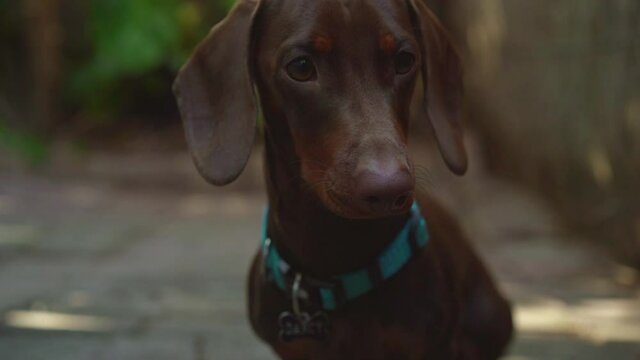 Close up headshot of a miniature sausage dog (dachshund)