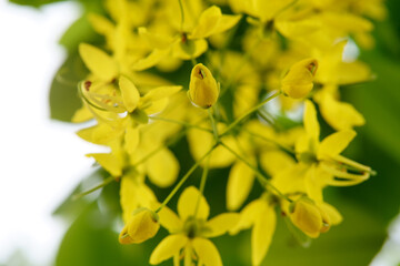 Obraz premium Cassia fistula flowers on the tree in summer season.