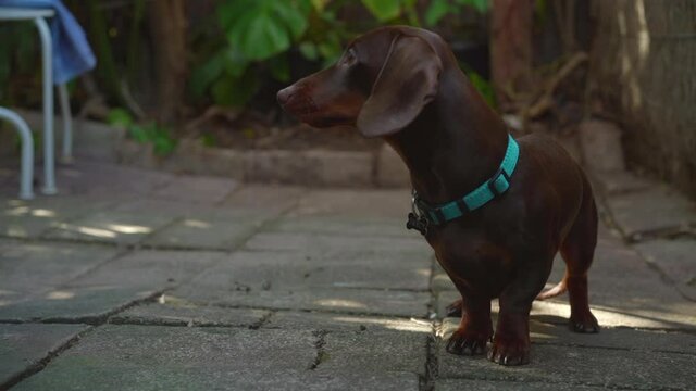 Sausage dog (dachshund) eating a treat off the floor and looking at the camera