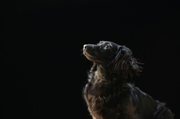 黒背景でのミニチュアダックスのポートレート