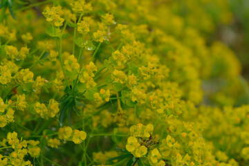 Zypressen-Wolfsmilch (Euphorbia cyparissias)	